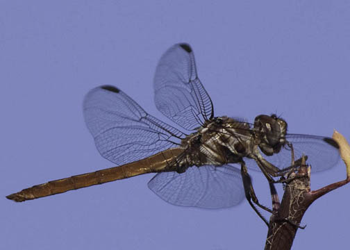 Roseate Skimmer - Orthemis ferruginea